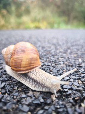 Salyangoz bir ahşap yüzeye