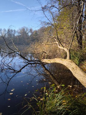 Ormanın güzel manzarası