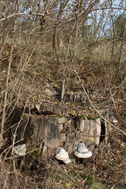 Ormandaki eski ahşap bank