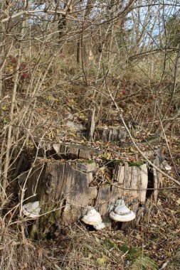 Ormandaki terk edilmiş eski ahşap ev.