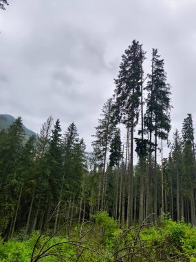 Güzel dağ ormanı, doğal arka plan