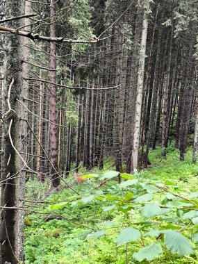 Dağlardaki güzel orman