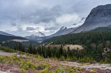 Sonbahar mevsiminde karla kaplı dağlar. Icefields Parkway (Alberta Karayolu 93), Jasper Ulusal Parkı, Kanada.