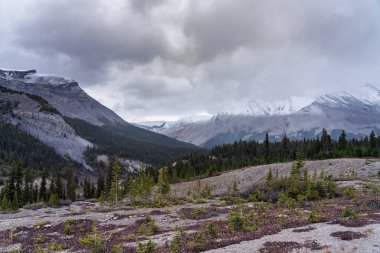 Sonbahar mevsiminde karla kaplı dağlar. Icefields Parkway (Alberta Karayolu 93), Jasper Ulusal Parkı, Kanada.