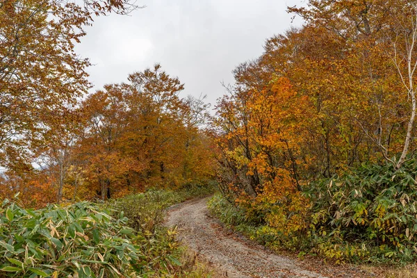 Sonbahar yeşillik mevsiminde dağ yolu. — Stok fotoğraf