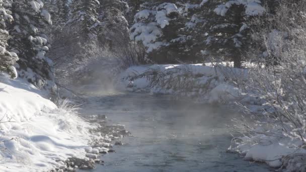 Зимой Солнечным Утром Лесу Полыхает Ручеек Туман Плавает Поверхности Реки — стоковое видео