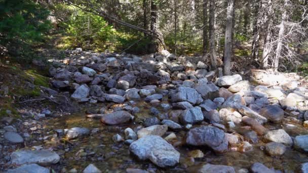 Petit ruisseau et vallée au bord du lac dans la forêt par une journée ensoleillée. — Video