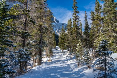 Kış mevsiminde güneşli bir günde ormanda karla kaplı dağ yolu. Grassi Gölleri Yolu, Canmore, Alberta, Kanada.