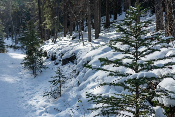 Mountain path covered by snow in the forest in winter season sunny day morning. Grassi Lakes Trail, Canmore, Alberta, Canada.