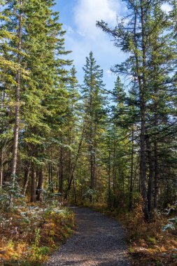 Kar Polisi Riverside Trail 'de, Spring Creek Boardwalk' ta kışın sonlarına doğru. Canmore kasabası, Alberta, Kanada.