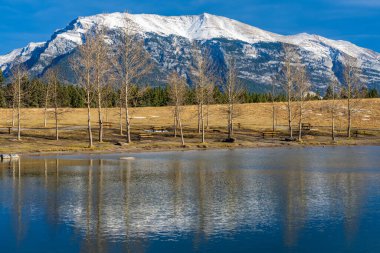 Quarry Lake Park göl kıyısı sonbahar sezonunun sonlarında güneşli bir sabah. Karla kaplı Grotto Dağı ve kurumuş ağaçlar su yüzeyine yansıyor. Canmore, Alberta, Kanada.