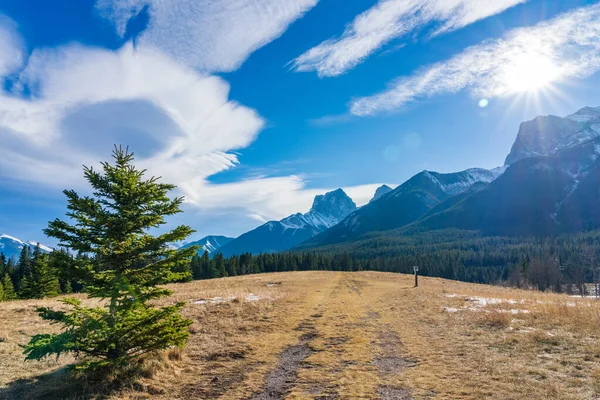 Un pino aislado en praderas de nieve sin derretir con hermoso paisaje nublado a finales de otoño día soleado. Bosque y montañas nevadas en el fondo. Paisajes naturales en Canmore, Alberta, Canadá. — Foto de Stock