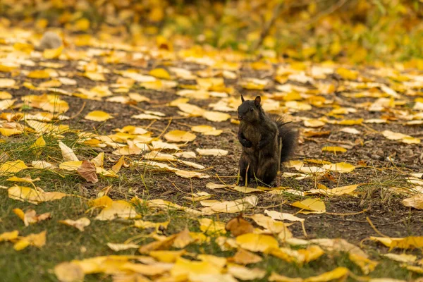 Yakın çekim, sonbahar parkında kahverengi siyah bir sincap. Yere düşmüş sarı yapraklar..