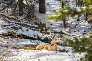Karlı ormanda genç bir Bighorn koyun kuzu duruyor. Banff Ulusal Parkı Ekim, Norquay Dağı, Kanada Kayalıkları, Kanada.