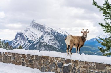 Telsiz takip tasmalı bir Bighorn koyunu. Banff Ulusal Parkı, Norquay Dağı Banff Manzara Noktası, Kanada Kayalıkları, Kanada.