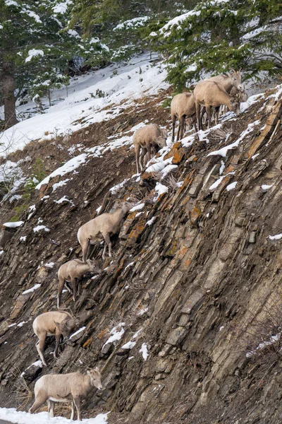 Een groep jonge Bighorn Sheep staan op de besneeuwde rotsachtige berg heuvel. Nationaal park Banff in oktober, Mount Norquay, Canadese Rockies, Canada. — Stockfoto