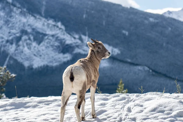 Close-up een jonge Bighorn Schapen lam staat in het besneeuwde bos. Nationaal park Banff in oktober, Mount Norquay, Canadese Rockies, Canada. — Stockfoto