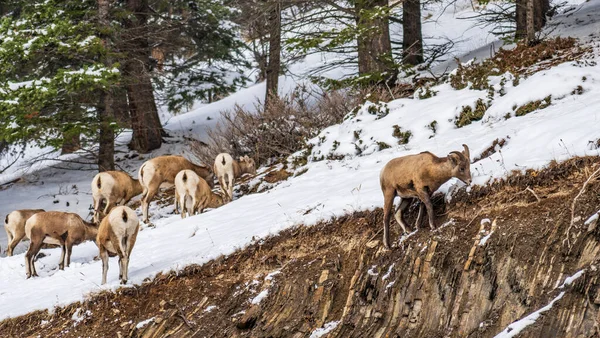 若いビッグホーン羊のグループは、雪の岩の山の中腹に立っている。バンフ国立公園10月,マウント・ノルキー,カナダロッキー,カナダ. — ストック写真