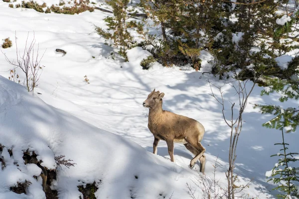 閉じる1つの若いビッグホーン羊の子羊の雪の森の中に立っている。バンフ国立公園10月,マウント・ノルキー,カナダロッキー,カナダ. — ストック写真