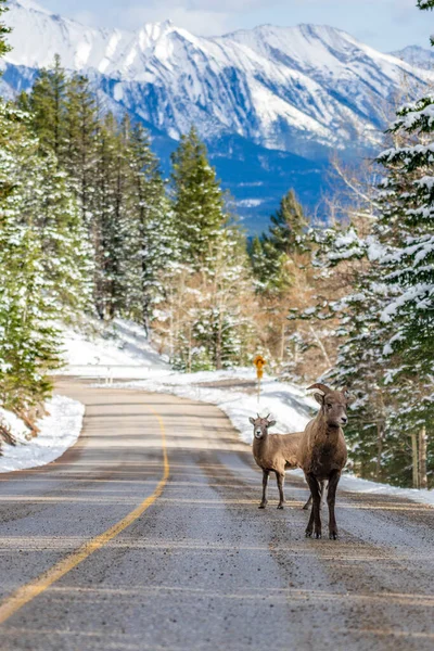 Paar jonge bighorn schapen (ooi en lam) op de besneeuwde bergweg. Nationaal park Banff, Mount Norquay Scenic Drive. Canadese Rockies, Canada. — Stockfoto