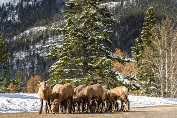 雪山の道路上の若いビッグホーン羊(羊と羊)のグループ。10月にバンフ国立公園、マウントノーケイ風景ドライブ。カナダのロッキー山脈、カナダ. — ストック写真
