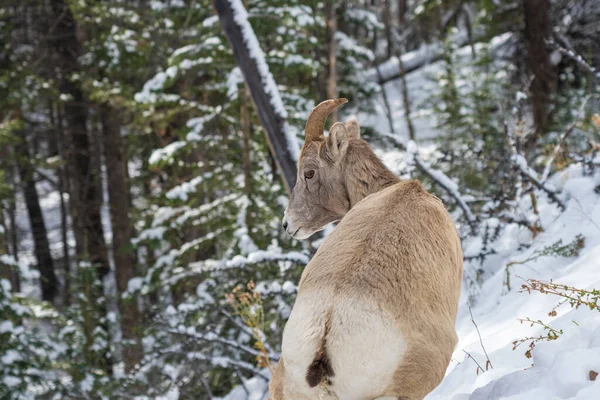 閉じる1つの若いビッグホーン羊たちは雪の森の中に立っている。バンフ国立公園10月,マウント・ノルキー,カナダロッキー,カナダ. — ストック写真