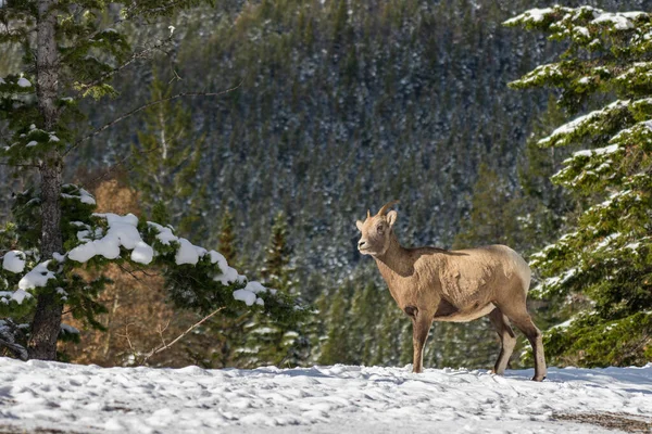 Close-up een jonge Bighorn Schapen lam staat in het besneeuwde bos. Nationaal park Banff in oktober, Mount Norquay, Canadese Rockies, Canada. — Stockfoto