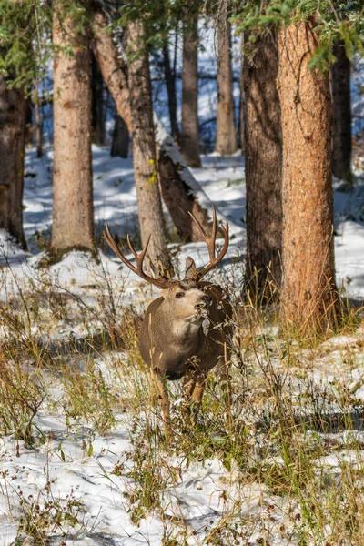 Wilde ezel herten eten onkruid foerageren in een besneeuwd bos in de winter. — Stockfoto