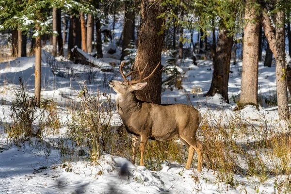 Wild mule deer eating weeds foraging in a snowy forest in winter. — Stock Photo, Image