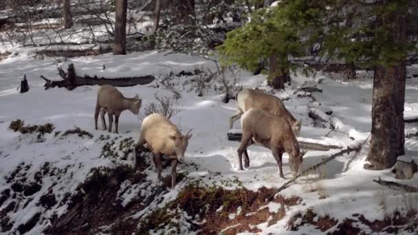 冬に雪の森の中腹に群生する若いビッグホーン羊の群れ — ストック動画
