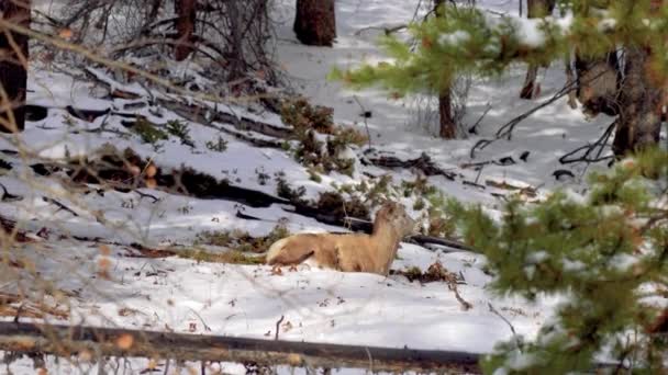 Großaufnahme Eines Jungen Dickhornschaflamms Das Verschneiten Wald Sitzt Banff Nationalpark — Stockvideo