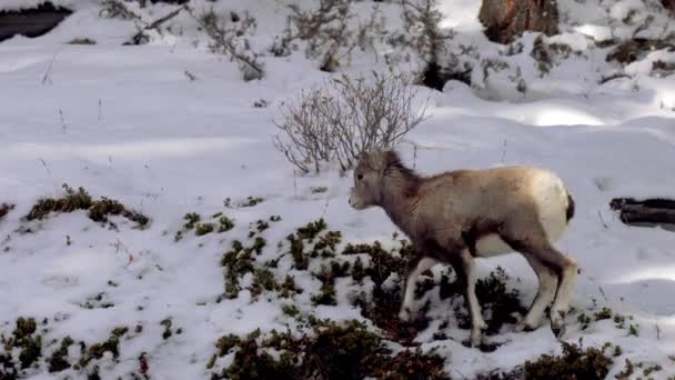 Jagnięcina Bighorn Owca Ranną Przednią Stopą Żeruje Śnieżnym Lesie Zimie — Wideo stockowe