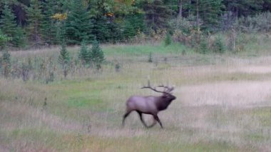 Tekdüzelik sırasında geyik avlayan vahşi bir geyiğe yakın çekim. Banff Ulusal Parkı, Kanada Kayalıkları, Alberta, Kanada.