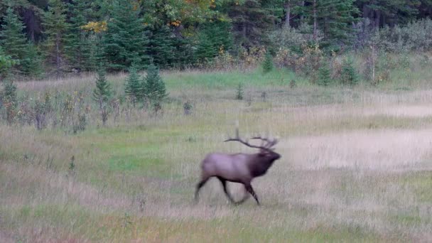 Gros plan sur un wapiti sauvage qui ronronne pendant l'ornière. Parc national Banff, Rocheuses canadiennes, Alberta, Canada. — Video