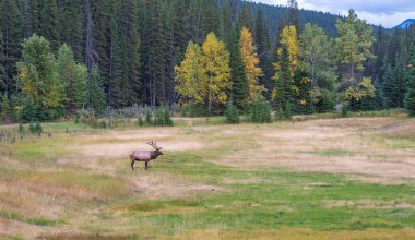 Vahşi boğa geyiği sonbahar mevsiminde çayırlarda tek başına dinleniyor ve yiyecek arıyor. Banff Ulusal Parkı, Kanada Kayalıkları. Alberta, Kanada.