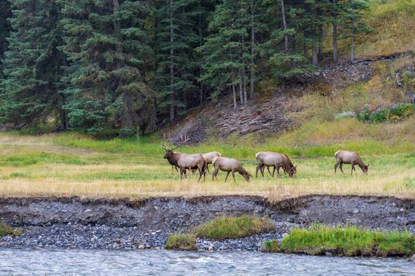 秋の紅葉シーズンには、ボウ川沿いの森の端にある草原で野生のエルクの放牧と休息の群れ。バンフ国立公園、カナダのロッキー山脈。カナダのアルバータ州. — ストック写真