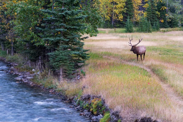 Alce toro salvaje descansando y alimentándose solo en la pradera junto al río en el borde del bosque en la temporada de follaje de otoño. Parque Nacional Banff, Rockies canadienses. Alberta, Canadá. — Foto de Stock