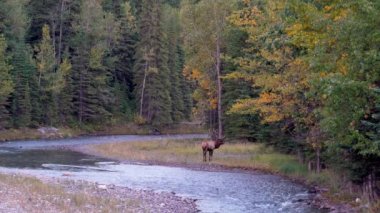 Sonbahar yaprakları mevsiminde orman kıyısında tek başına dinlenen ve yiyecek arayan vahşi bir geyik. Banff Ulusal Parkı, Kanada Kayalıkları. Alberta, Kanada.