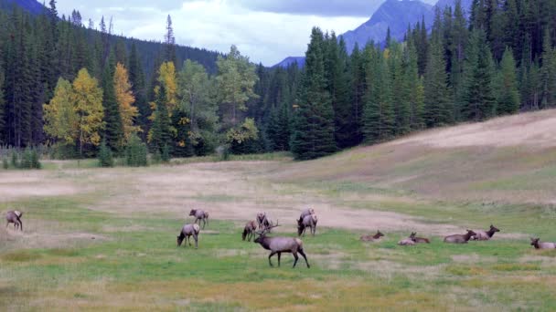 Стадо диких лосів живиться і відпочиває в прерії на краю лісу восени. Banff National Park, Canadian Rockies Альберта, Канада. — стокове відео