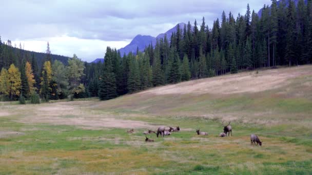 A herd of wild elk foraging and rest in prairie at forest edge in autumn foliage season. Banff National Park, Canadian Rockies. Alberta, Canada. — Stock Video