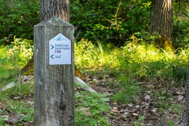 Banff, Alberta, Kanada - SEP 04 2020: Güneşli yaz gününde Fenland Patikası. Banff Ulusal Parkı, Kanada Kayalıkları. Güzel orman doğal manzarası.