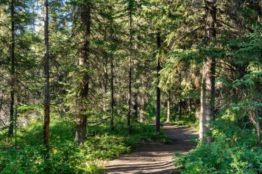 Doğal orman patika manzarası. Fenland Patikası yaz güneşli bir günde. Banff Ulusal Parkı, Kanada Kayalıkları, Alberta, Kanada.