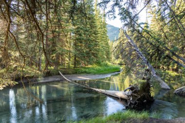 Yeşil çam ağaçlarında sakin bir nehir ormanı, güneş ışığı suya yansıyor. Fenland Patikası yaz güneşli bir günde. Banff Ulusal Parkı, Kanada Kayalıkları, Alberta, Kanada.