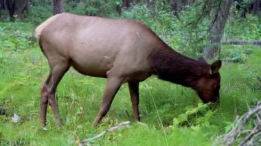 Vahşi geyik ormanda yabani ot yiyor. Yaz mevsiminde Fenland Patikası. Banff Ulusal Parkı, Kanada Kayalıkları. Alberta, Kanada.