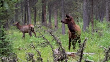 Vahşi geyik ormanda yiyecek arıyor, yabani otları yiyor ve tetikte görünüyor. Yaz mevsiminde Fenland Patikası. Banff Ulusal Parkı, Kanada Kayalıkları. Alberta, Kanada.