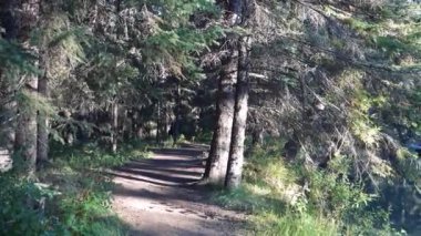 Güzel doğal orman patika manzarası. Fenland Patikası yaz güneşli bir günde. Banff Ulusal Parkı, Kanada Kayalıkları, Alberta, Kanada.