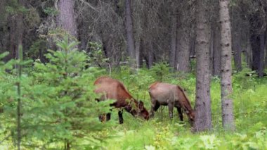 Vahşi geyik ormanda yiyecek arıyor, yabani otları yiyor ve tetikte görünüyor. Yaz mevsiminde Fenland Patikası. Banff Ulusal Parkı, Kanada Kayalıkları. Alberta, Kanada.