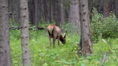 Vahşi geyik ormanda yiyecek arıyor, yabani otları yiyor ve tetikte görünüyor. Yaz mevsiminde Fenland Patikası. Banff Ulusal Parkı, Kanada Kayalıkları. Alberta, Kanada.