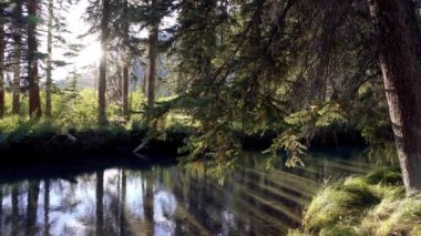 Yeşil çam ağaçlarında sakin bir nehir ormanı, güneş ışığı suya yansıyor. Fenland Patikası yaz güneşli bir günde. Banff Ulusal Parkı, Kanada Kayalıkları, Alberta, Kanada.