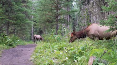 Vahşi geyik ormanda yabani ot yiyor. Yaz mevsiminde Fenland Patikası. Banff Ulusal Parkı, Kanada Kayalıkları. Alberta, Kanada.